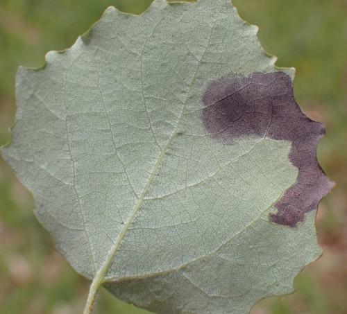 Réf. 335 788 : Agromyza albitarsis